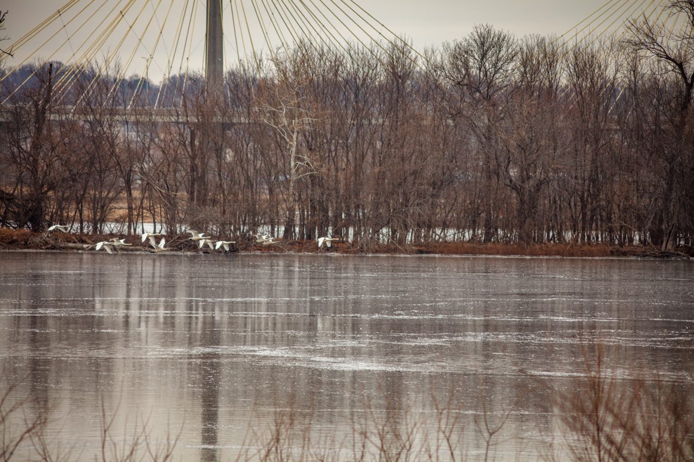 Trumpeter Swans, White Pelicans, and ducks on the Mississippi River