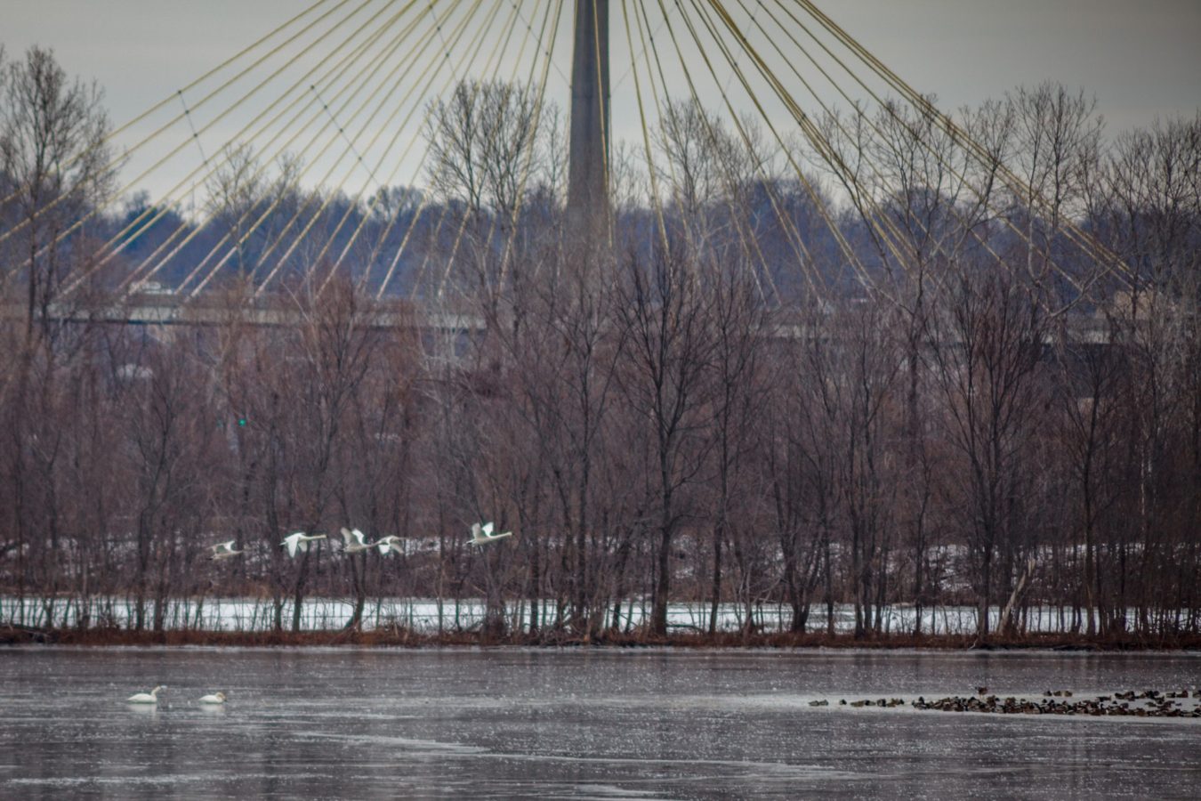 Trumpeter Swans taking off from the Mississippi River