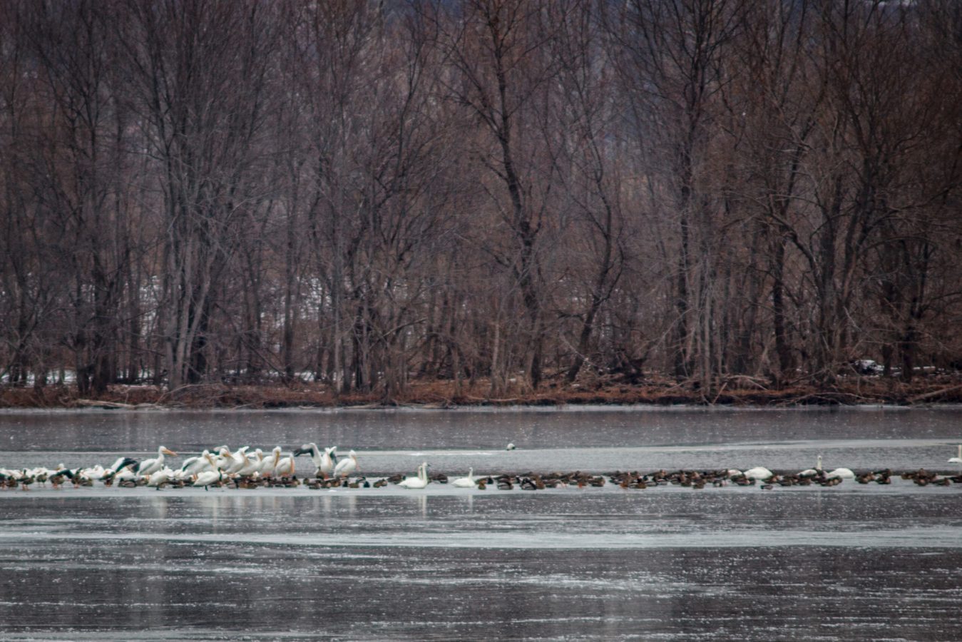 White Pelicans, Trumpeter Swans, and ducks on the Mississippi River
