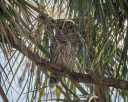Great Horned Owl in Circle B Bar Reserve