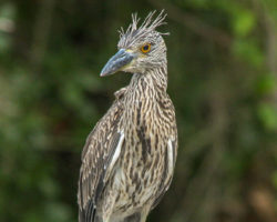 Juvenile Yellow-Crowned Night Heron
