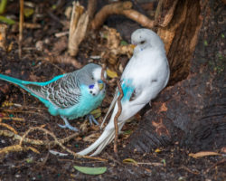 Bright blue and white parrots