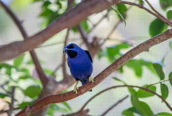 Brilliant Blue Humming Bird at Butterfly World