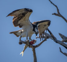 Osprey at Honeymoon Island State Park
