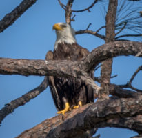 Bald Eagle at Honeymoon Island State Park