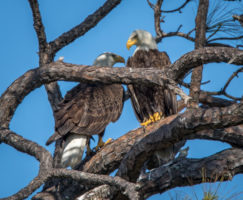 Bald Eagles at Honeymoon Island State Park