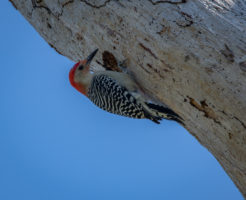 Red Bellied Woodpecker at Honeymoon Island State Park