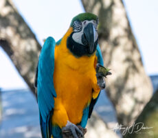 Blue and Gold Macaw at Gatorland