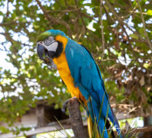 Blue and Gold Macaw at Gatorland