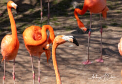 Flamingos at Gatorland