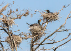 Nesting Comorants at Gatorland