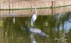 Egret going for a gator ride at Gatorland