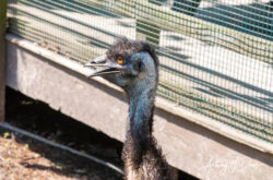 Emu at Gatorland