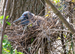 Green Heron nesting
