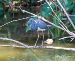 Tricolored Heron resting
