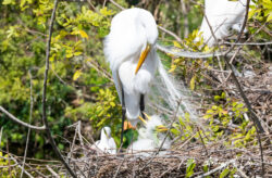 Great Egret with babies