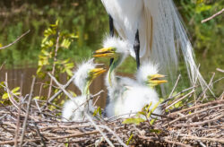 Great Egret with babies