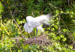 Great Egrets building their nest