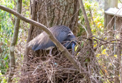 Black Crested Night Heron nesting