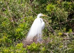 Great Egret showing off her aigrettes