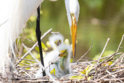Great Egret and babies