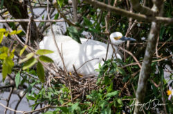 Snowy Egret nesting