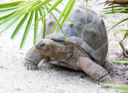 Lucy the Galapagos Tortoise