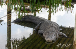 One of the larger gators we saw at Gatorland