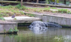 Huge gator at Gatorland