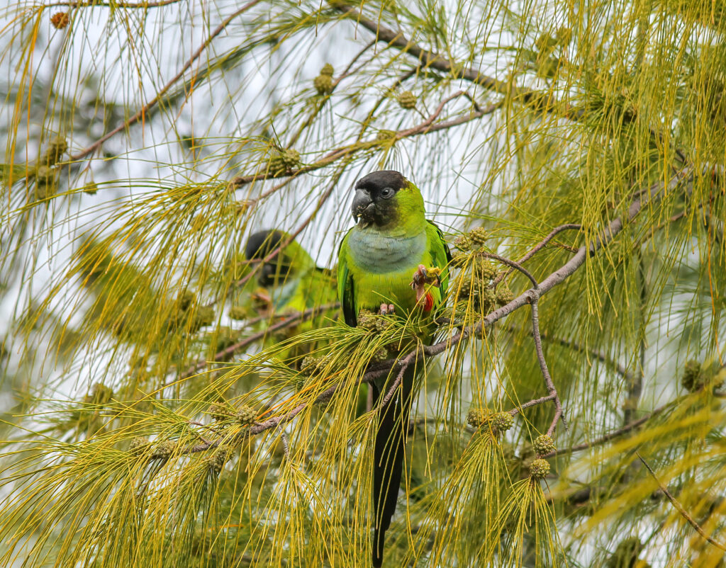 Nanday Parakeet in Everglades National Park