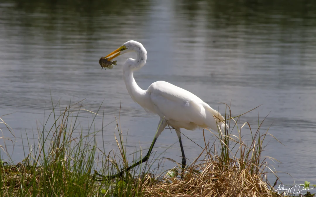 Hiking and nature viewing at Circle B Bar Reserve – Lakeland FL