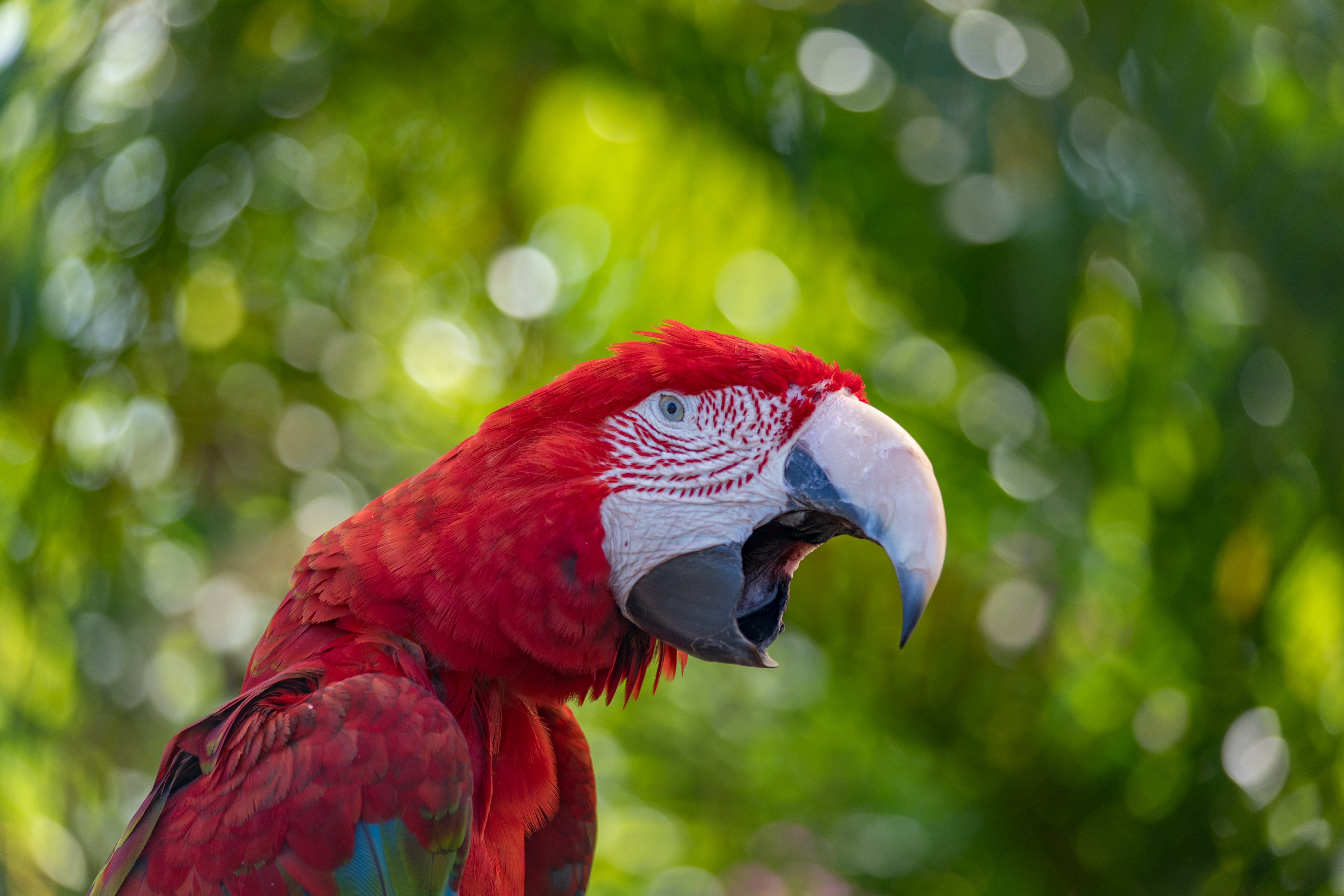 Loud Red Parrot at Butterfly World