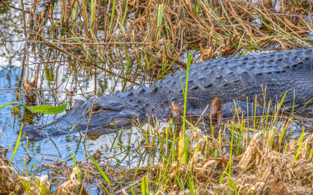 Alligators Up Close and Personal – Shark Valley Visitor Center, Everglades National Park, FL