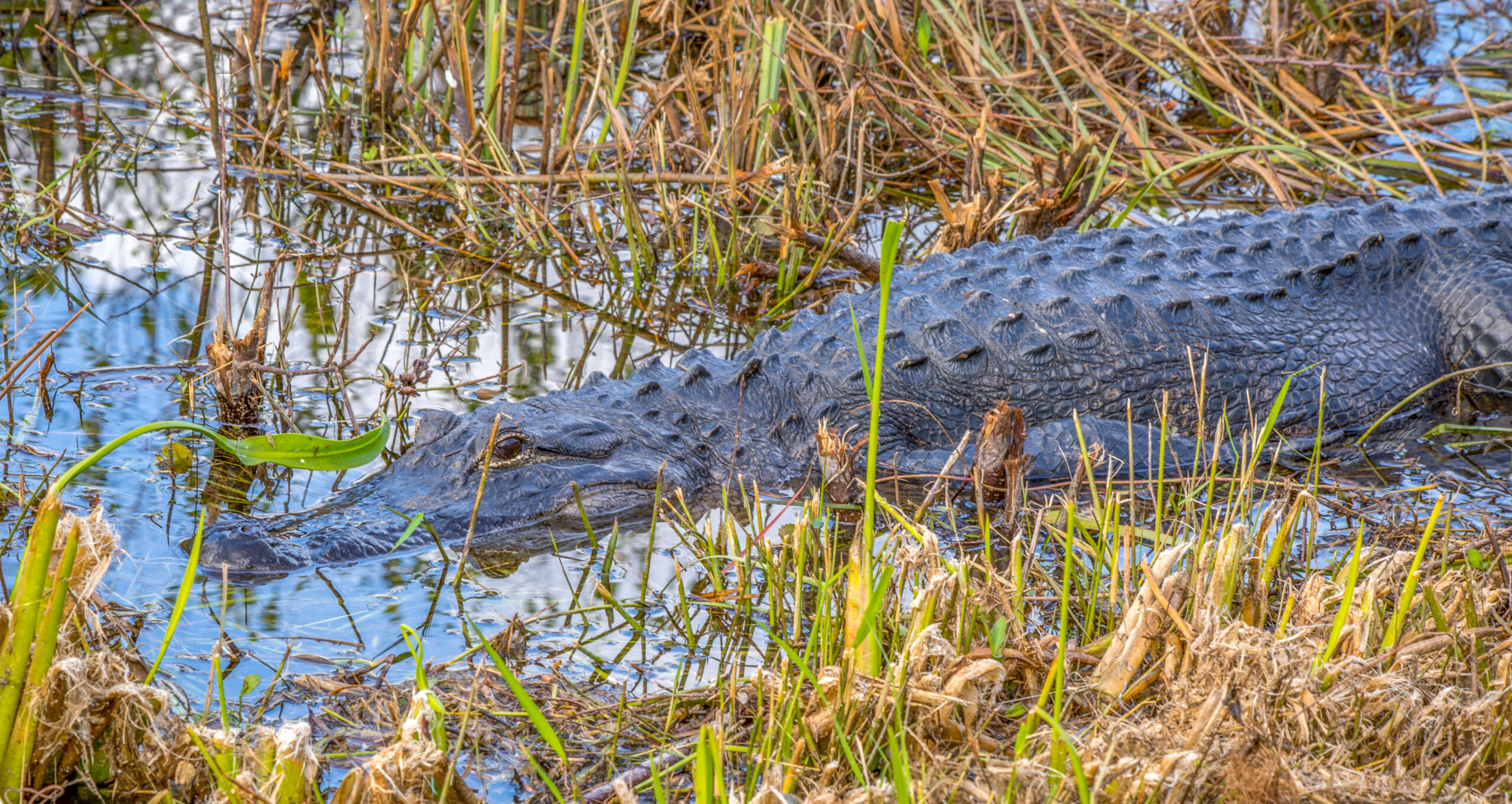 Gator in Shark Valley