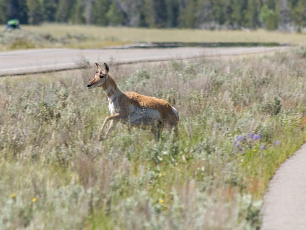 Jumping Pronghorn