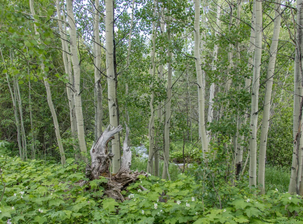 Aspen Glade on Bradley Lake trail