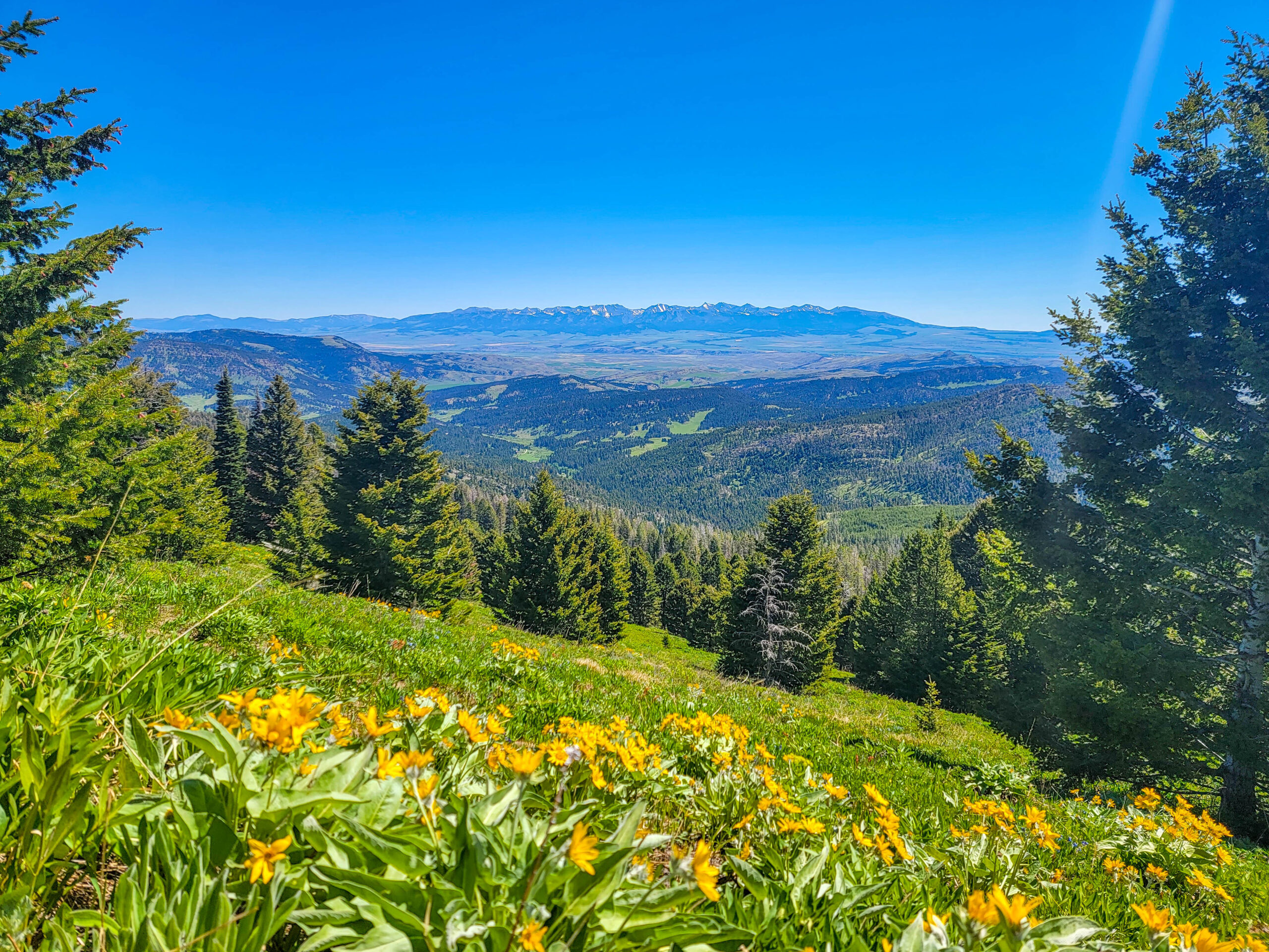 View of the Bridgers and Wildflowers