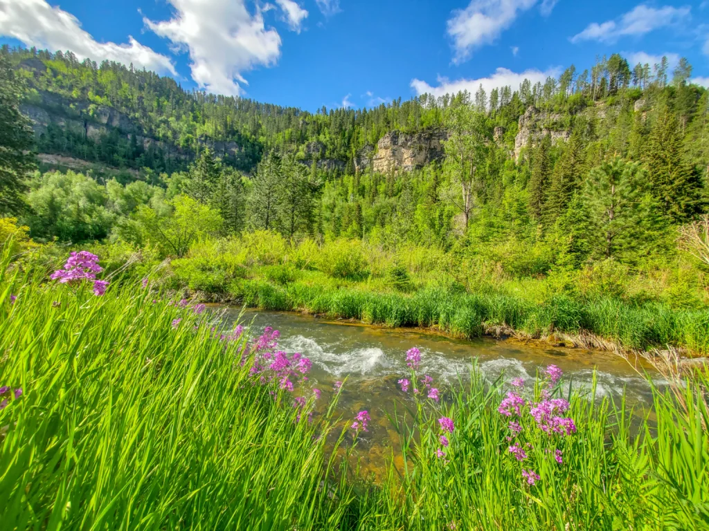 Wildflowers bloom along Spearfish Creek.