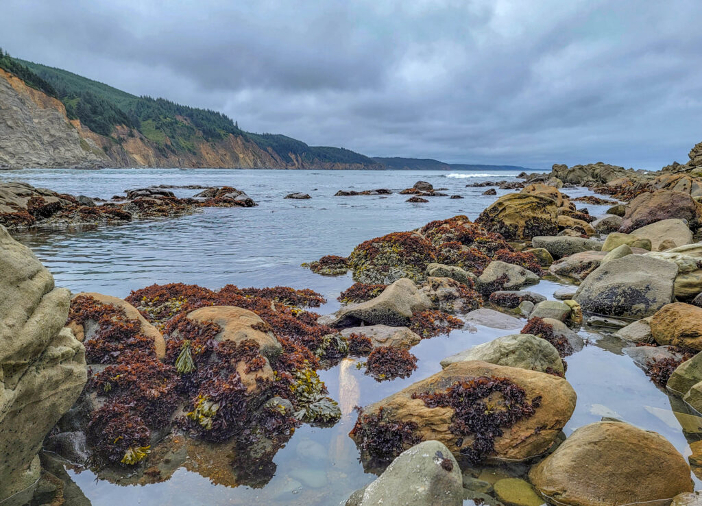 Tidepools and algae-covered sandstone at Cape Arago South Cove