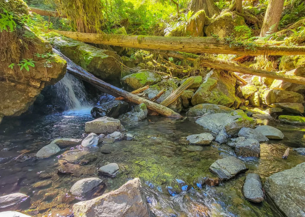 Duckabush-area creek running past mossy rocks and fallen logs
