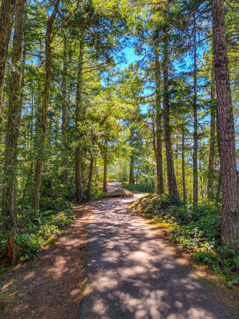 Forest path leading to an overlook on Hurricane Ridge Road