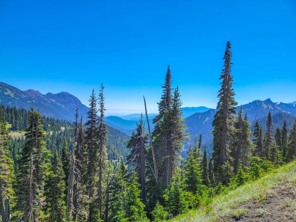 Subalpine forest and blue ridges from Hurricane Ridge