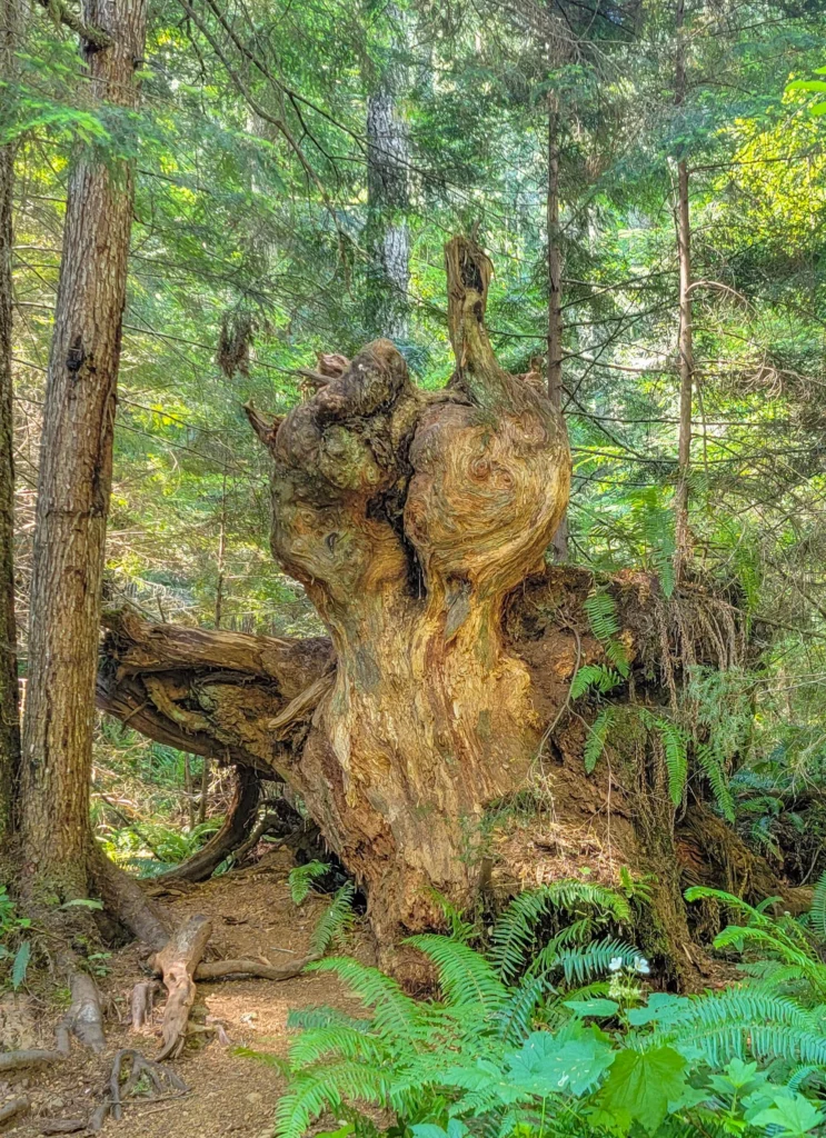 Massive burled cedar stump beside the Murhut Falls trail