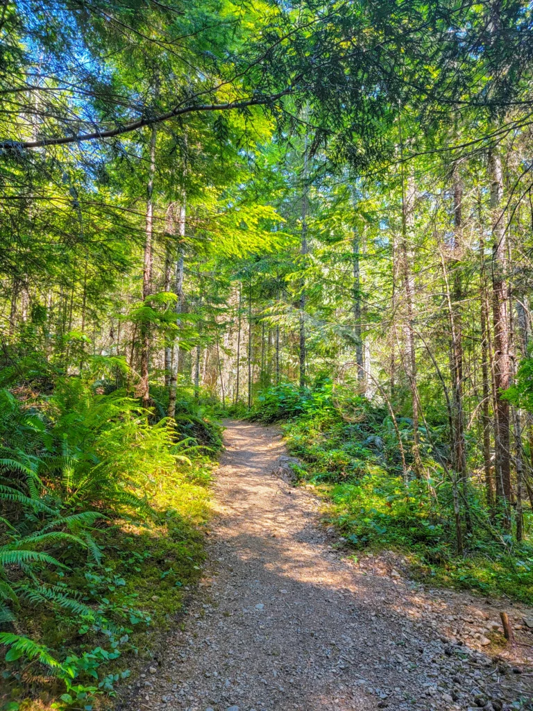 Wide gravel path through mixed forest on the Murhut Falls trail