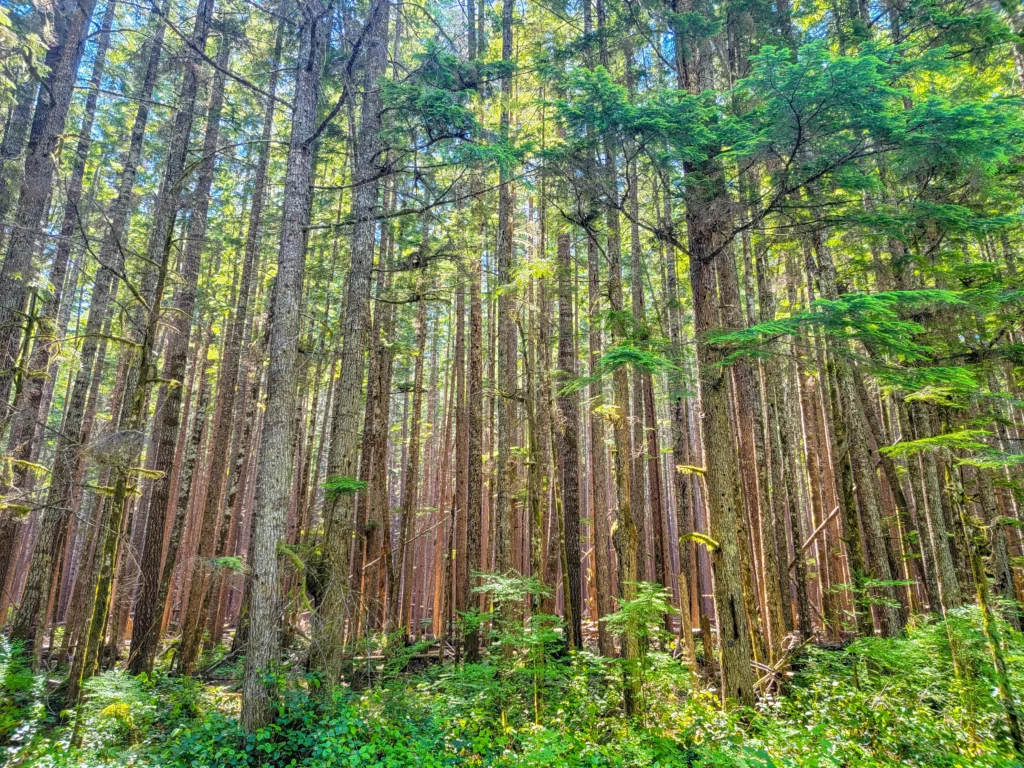 Old-growth conifer forest in the Sol Duc valley