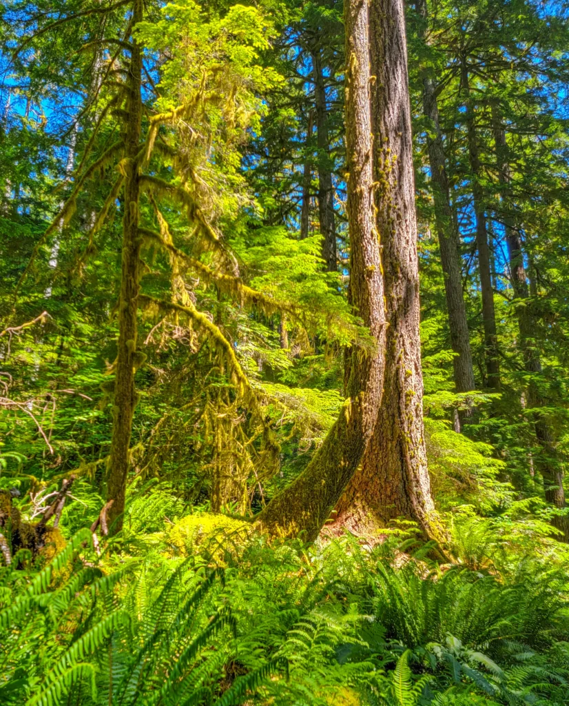 Old-growth forest and sword ferns along the Sol Duc Falls trail
