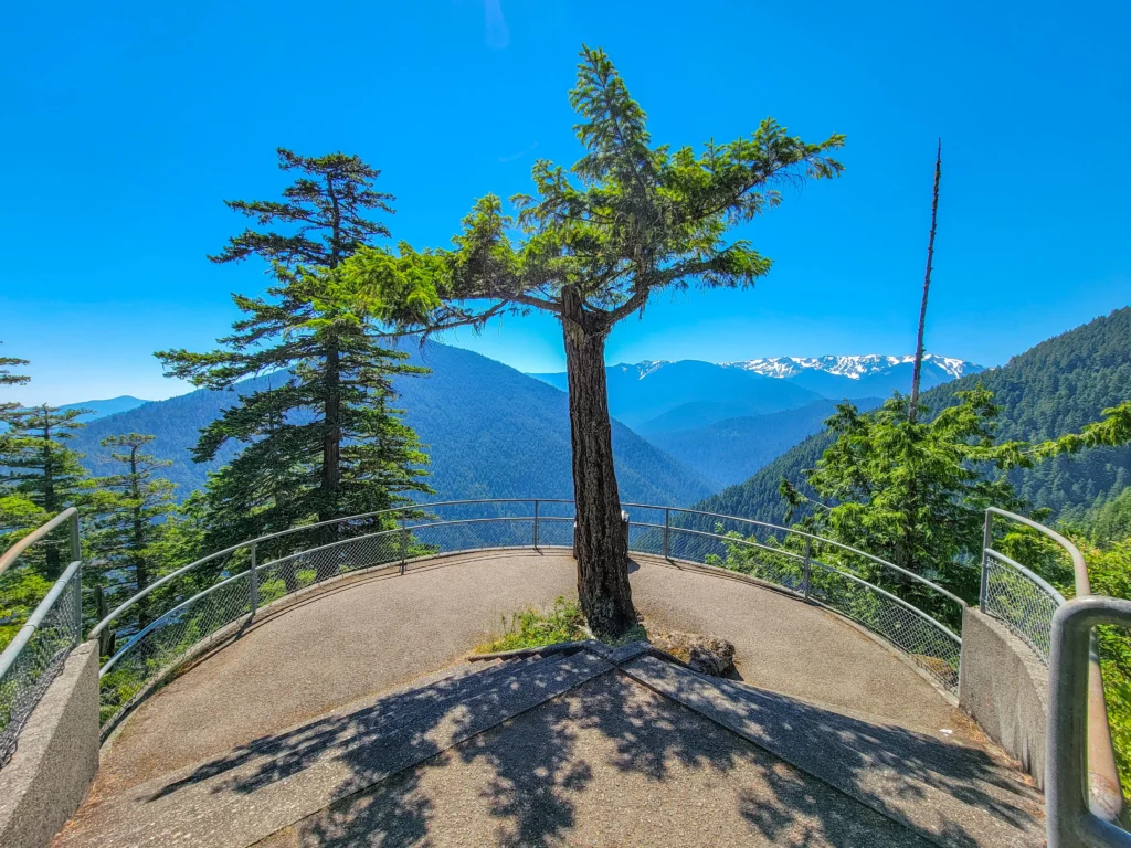 Overlook platform with a lone conifer and the Olympic Mountains beyond