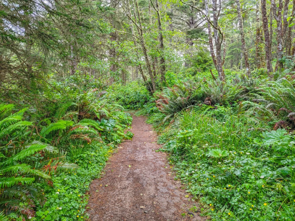 Fern-lined section of the Oregon Coast Trail between Sunset Bay and Shore Acres