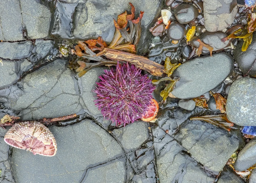 Purple sea urchin among cobbles at Salt Creek