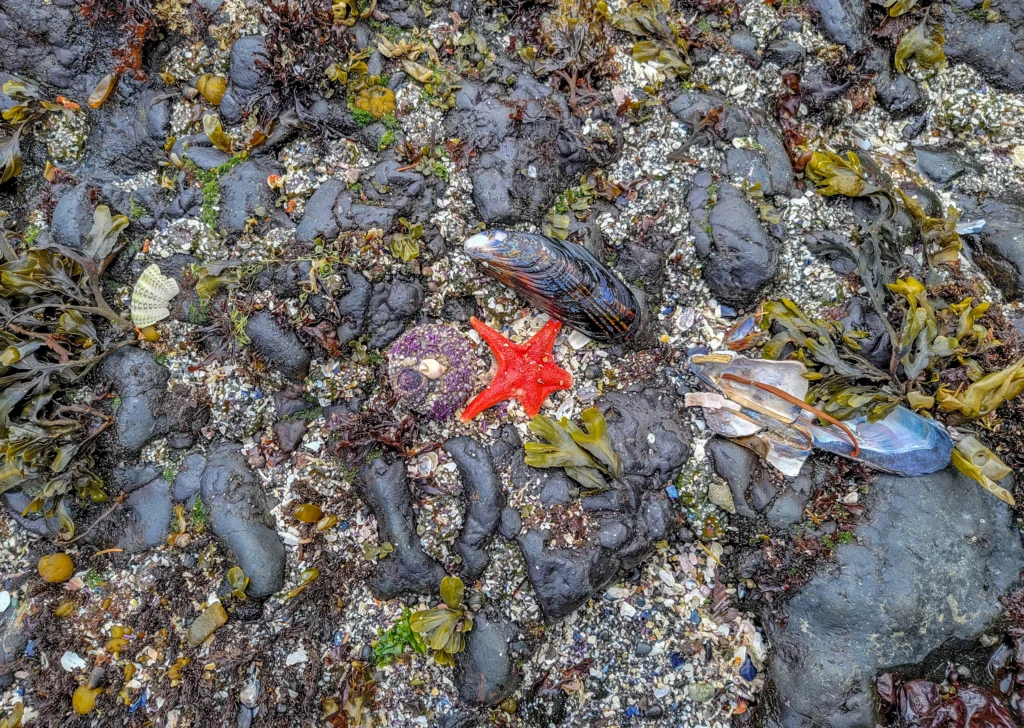 Red sea star and purple sea urchin in a Tongue Point tidepool